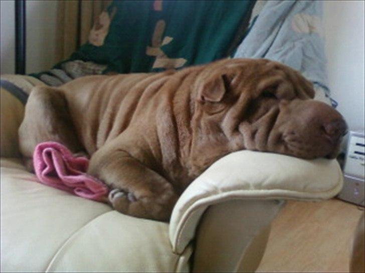 Shar pei Smilla billede 4