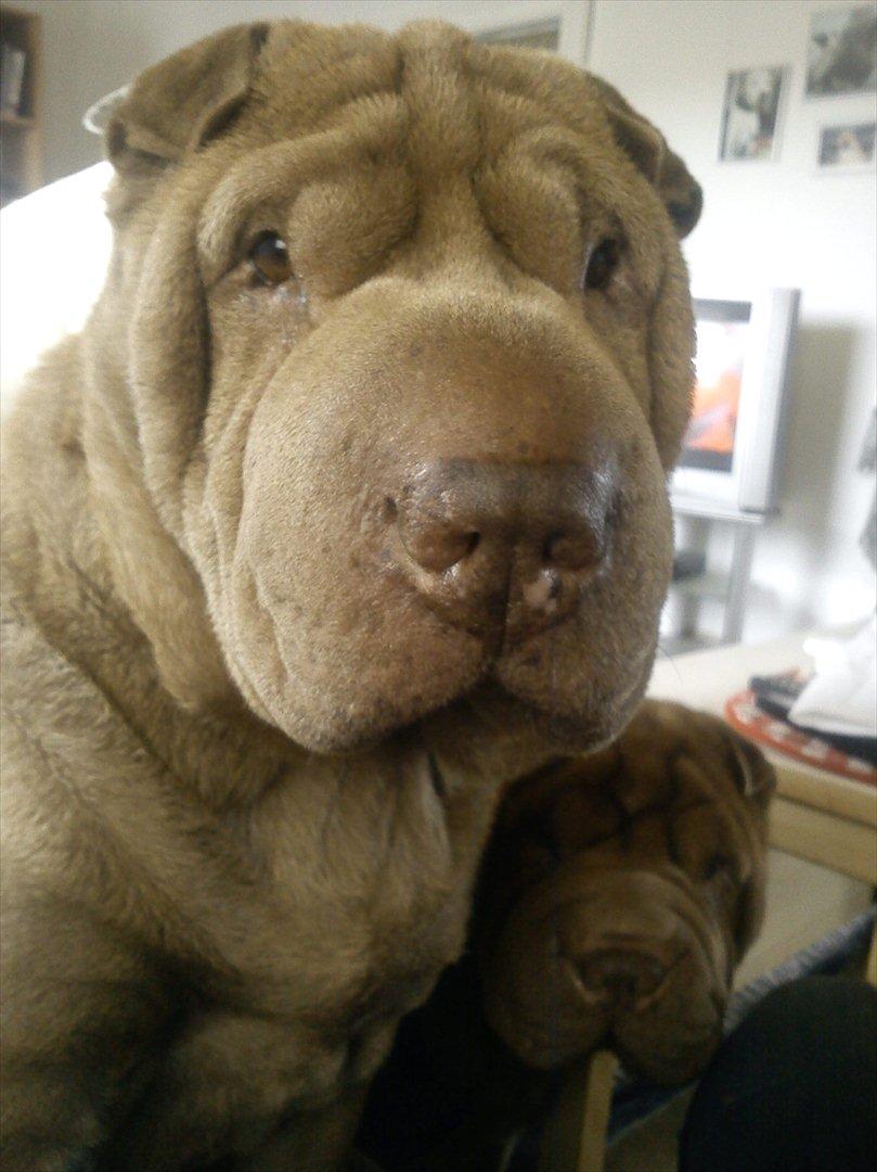 Shar pei Smilla billede 1