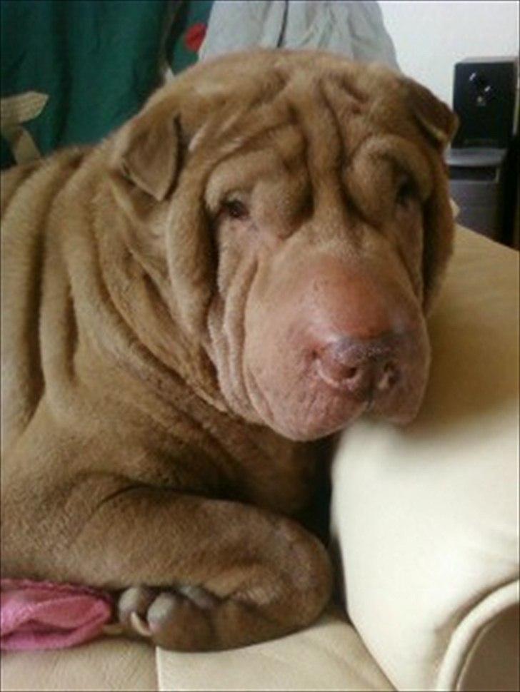 Shar pei Smilla billede 3