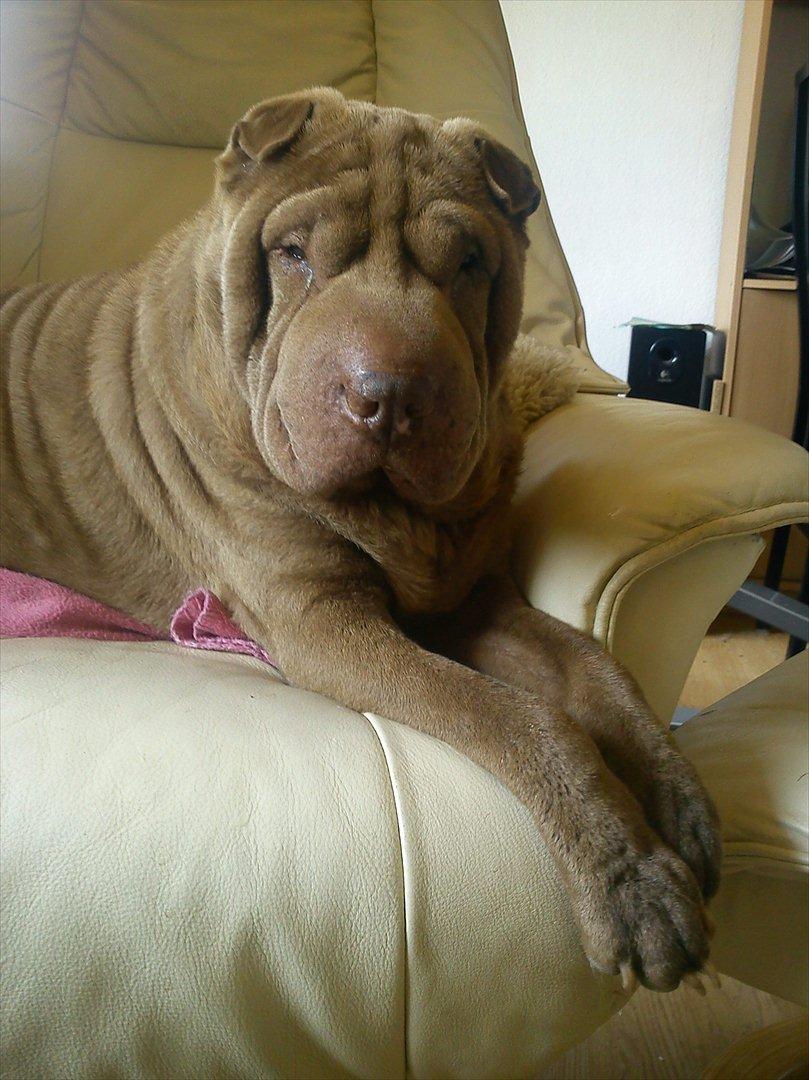 Shar pei Smilla billede 2
