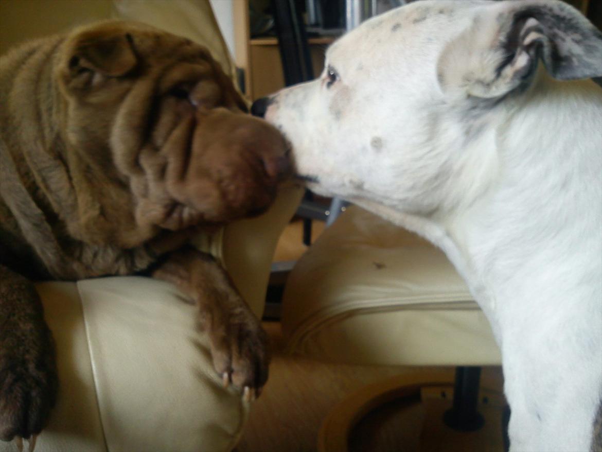 Shar pei Smilla billede 5