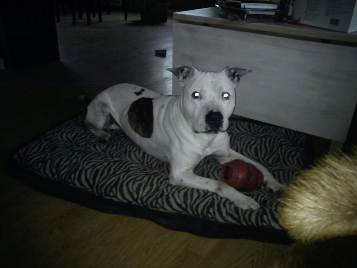 Amerikansk staffordshire terrier Bandit billede 3