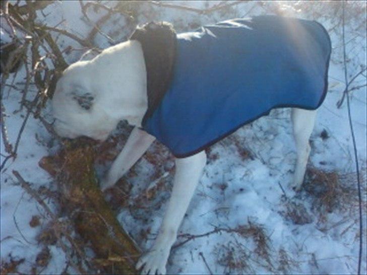 Amerikansk staffordshire terrier Bandit billede 4