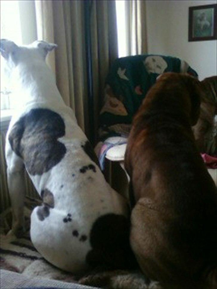 Amerikansk staffordshire terrier Bandit billede 2