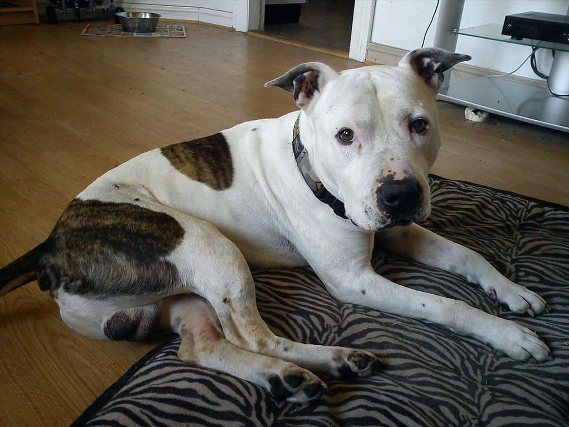 Amerikansk staffordshire terrier Bandit billede 1