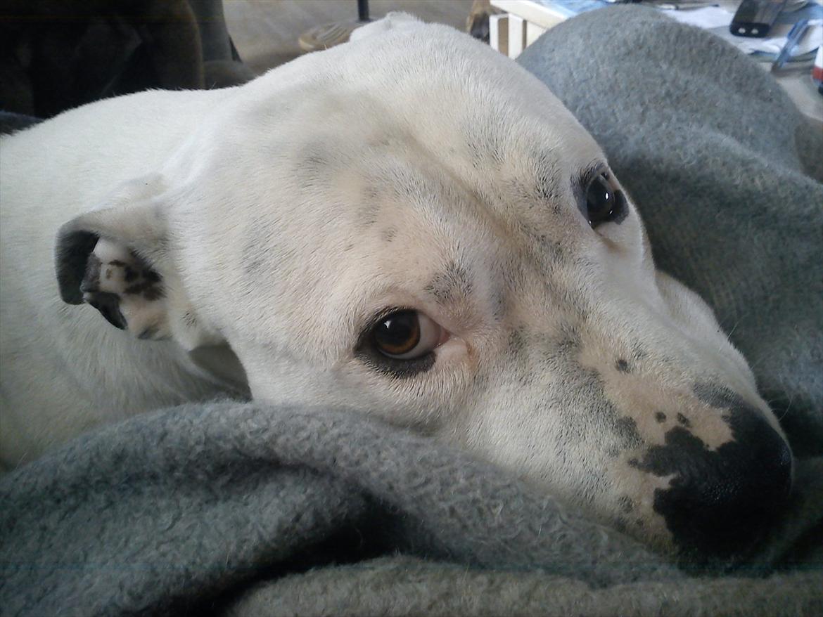 Amerikansk staffordshire terrier Bandit billede 5