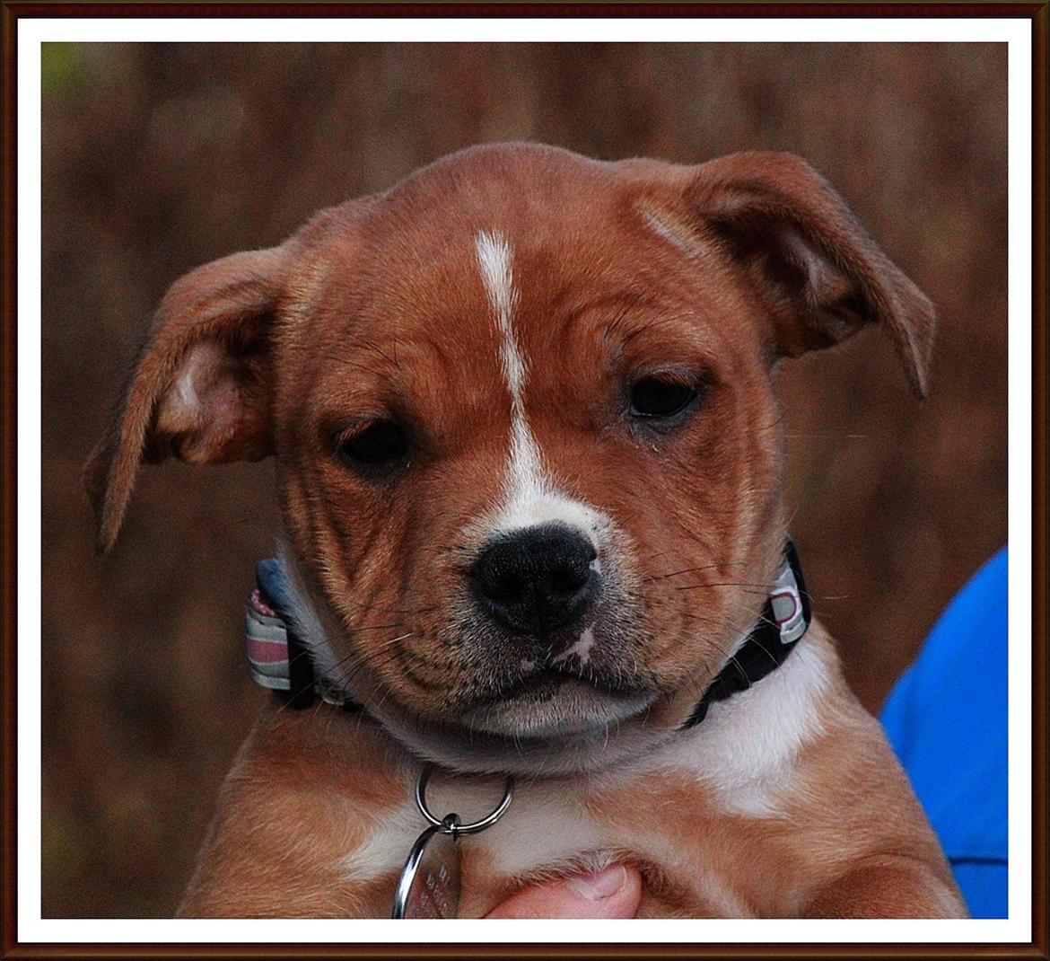 Staffordshire bull terrier Inez  billede 15