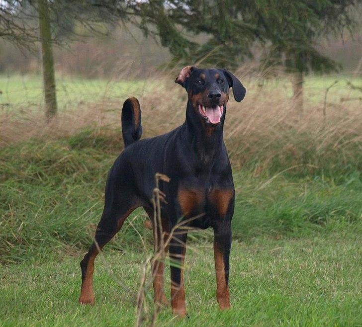 Dobermann GOF Brilliant Bibi billede 1