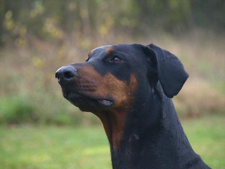 Dobermann GOF Brilliant Bibi billede 2