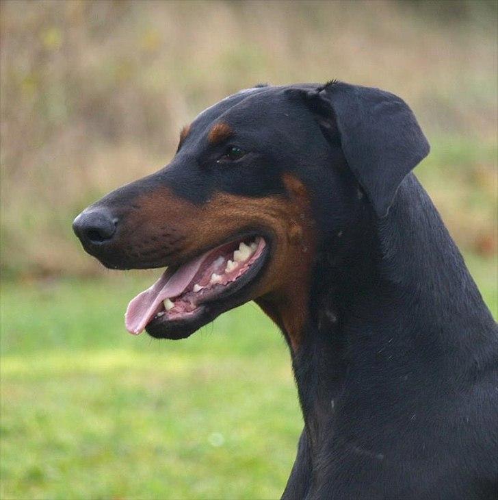 Dobermann GOF Brilliant Bibi billede 3