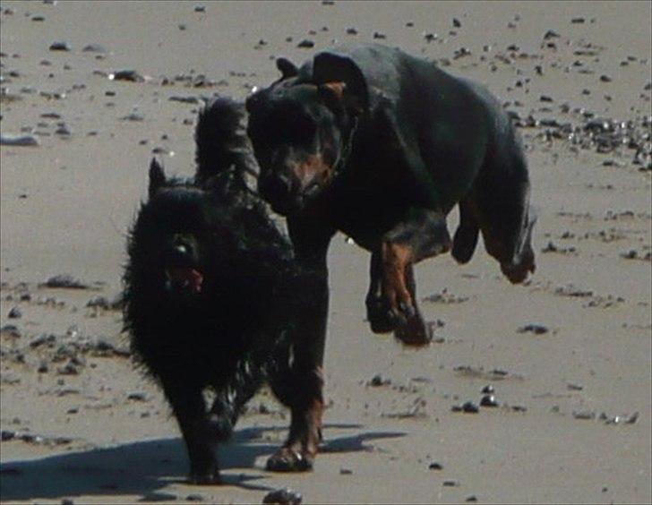 Dobermann GOF Brilliant Bibi billede 4