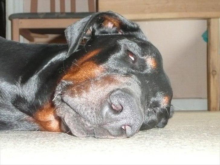 Dobermann GOF Brilliant Bibi billede 5