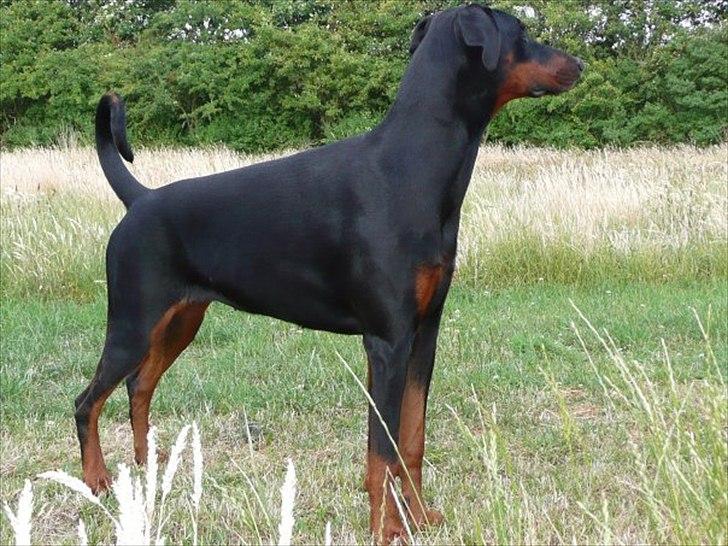 Dobermann GOF Brilliant Bibi billede 6