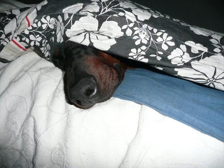 Dobermann GOF Brilliant Bibi billede 7