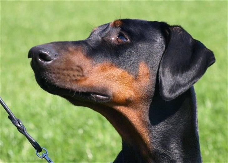 Dobermann GOF Brilliant Bibi billede 8