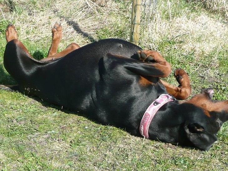 Dobermann GOF Brilliant Bibi billede 9