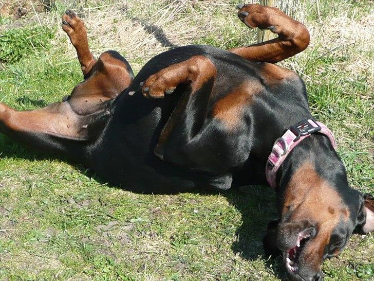 Dobermann GOF Brilliant Bibi billede 10