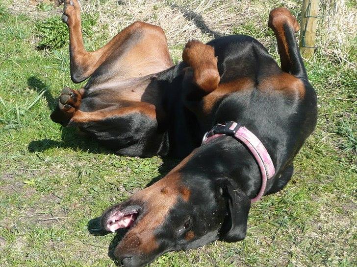 Dobermann GOF Brilliant Bibi billede 11