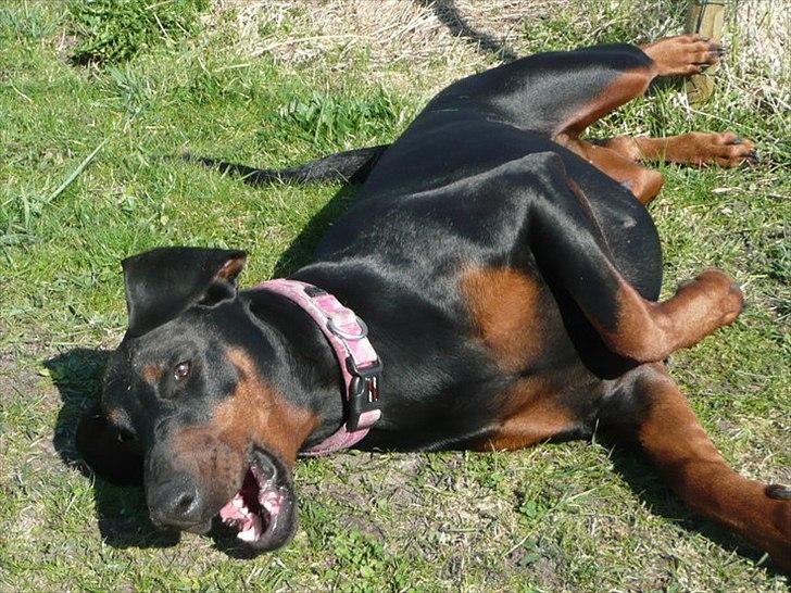 Dobermann GOF Brilliant Bibi billede 12