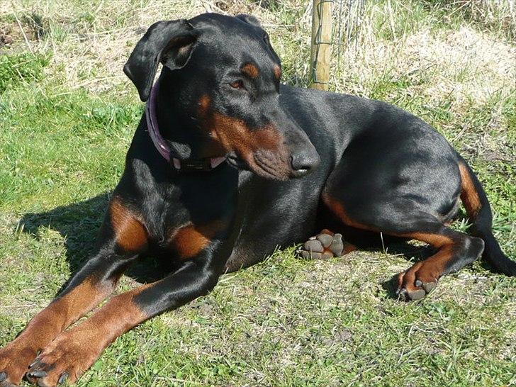 Dobermann GOF Brilliant Bibi billede 13