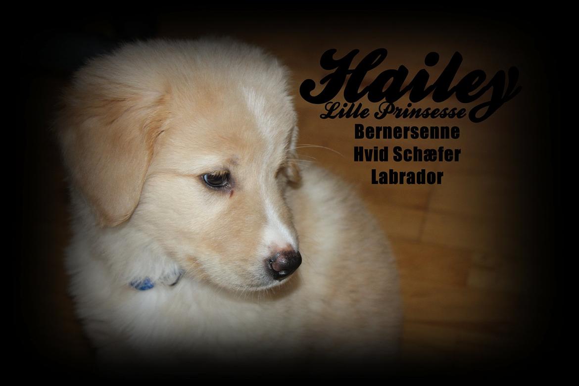 Blanding af racer Hailey billede 1