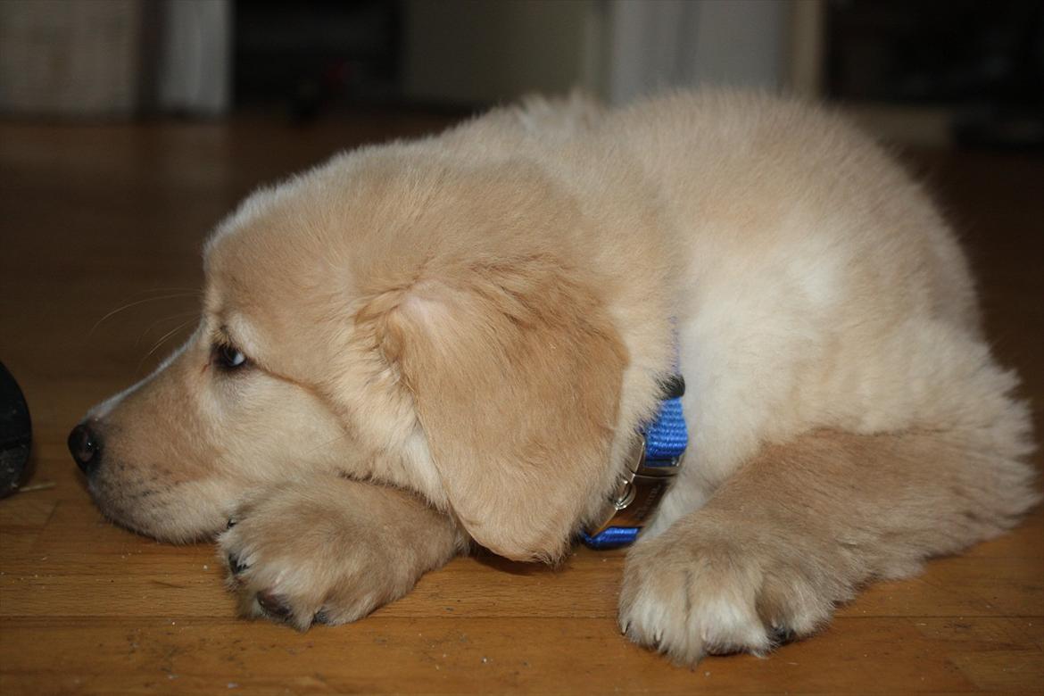 Blanding af racer Hailey billede 2