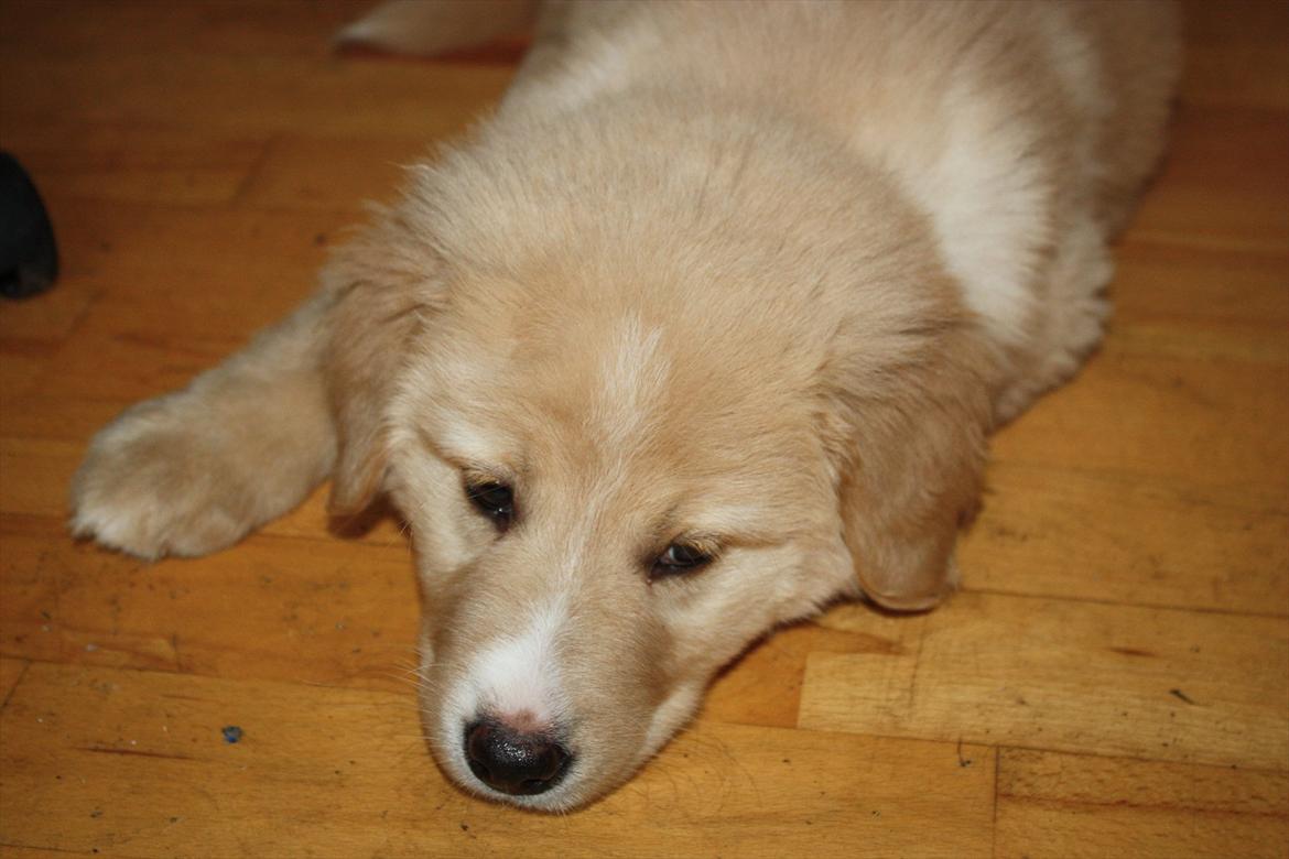 Blanding af racer Hailey billede 3