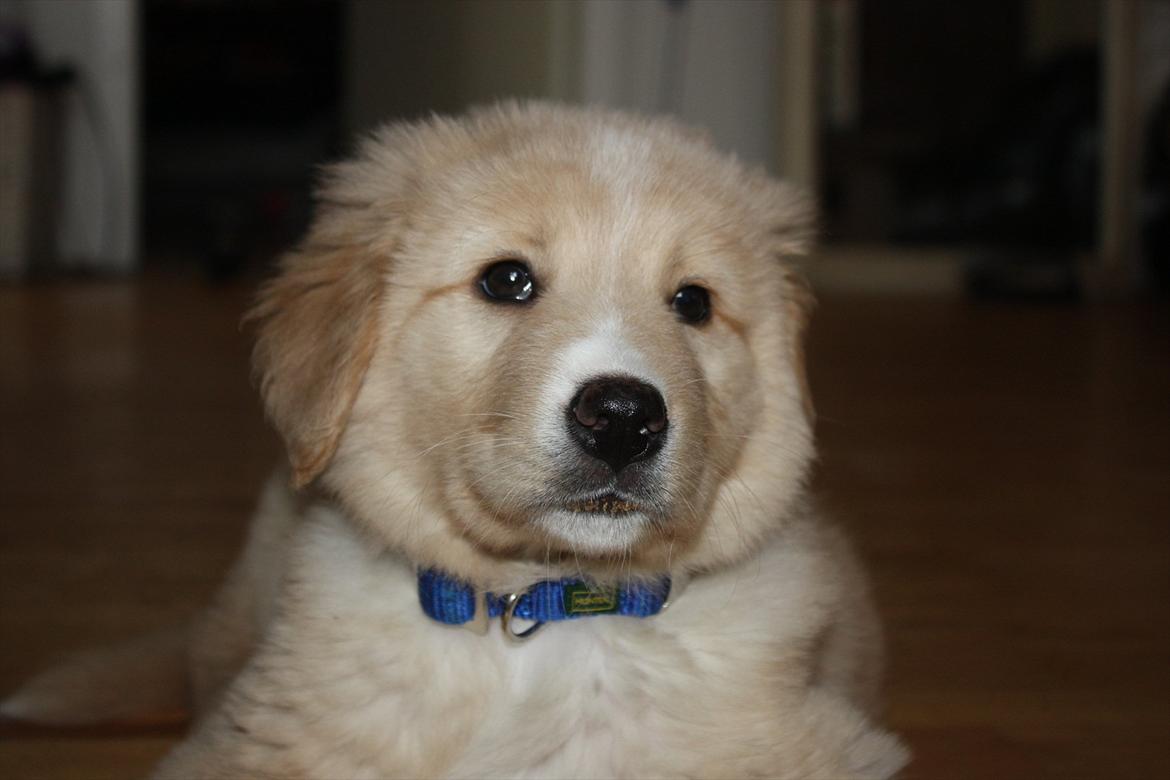 Blanding af racer Hailey billede 4