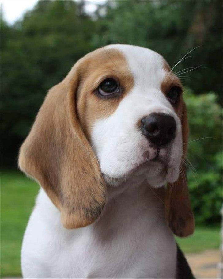 Beagle Melina - Min lille pige  uger gammel billede 2