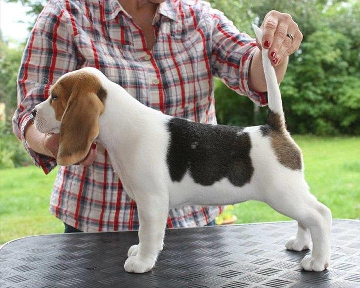 Beagle Melina - 8 uger og øves i at stå stille og pænt... billede 3