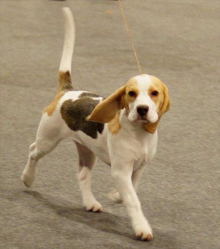 Beagle Melina - Good looking - and she knows it!!! billede 8