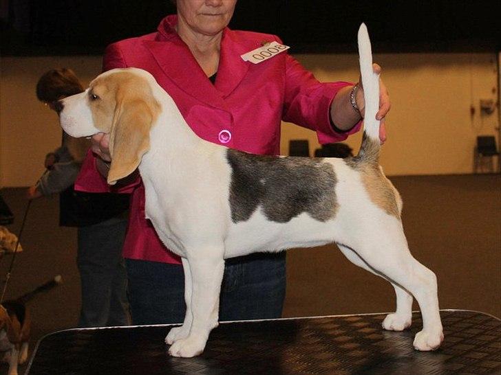 Beagle Melina billede 9