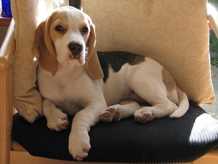 Beagle Melina - Hygge i mors stol. billede 10