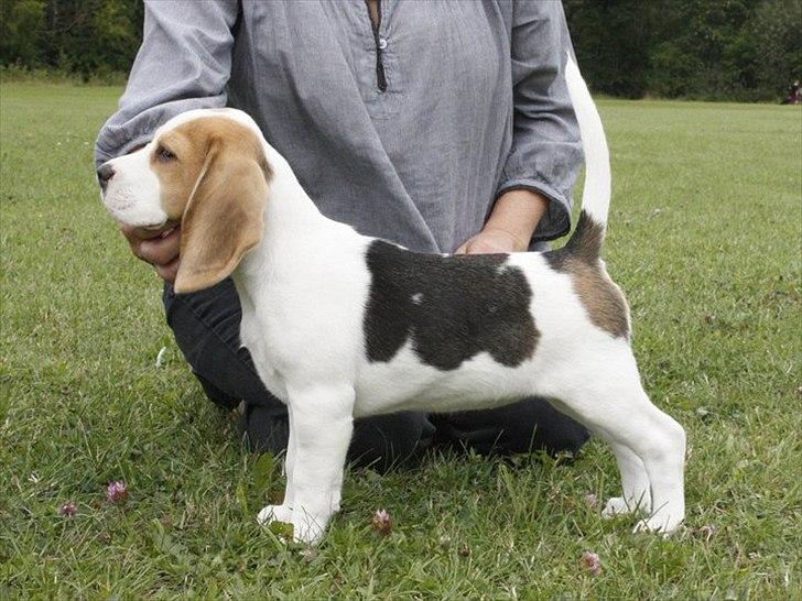 Beagle Melina - Se er hun blevet 10 uger og er på sit første skue. billede 4