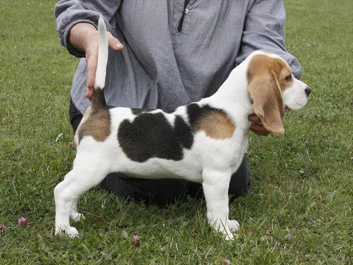 Beagle Melina - Fra den modsatte side. billede 5