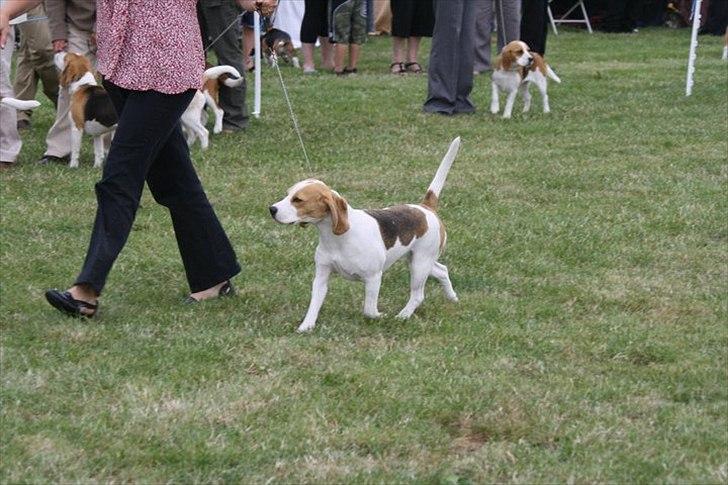 Beagle Melina - Melina på Houndshow i England 2011 - Hun blev nr. 4 i sin klasse. Hvor var jeg stolt! billede 13