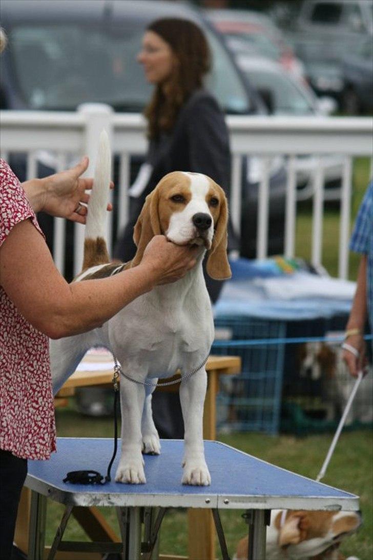 Beagle Melina - Melina på Houndshow i England  billede 14