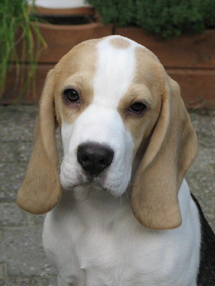 Beagle Melina - Lille pus..  billede 6