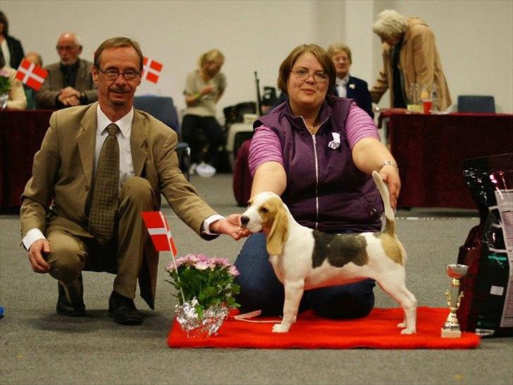 Beagle Melina - Melina BIS baby i Års 2010 billede 7