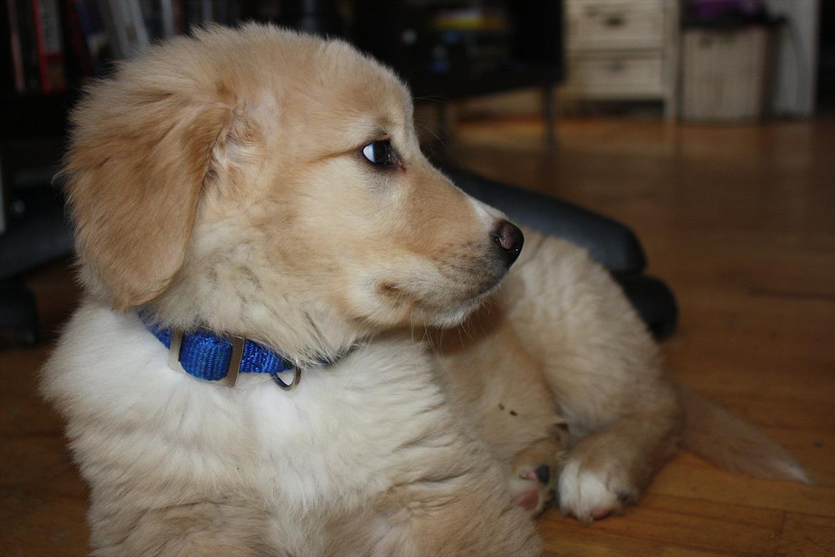 Blanding af racer Hailey billede 5