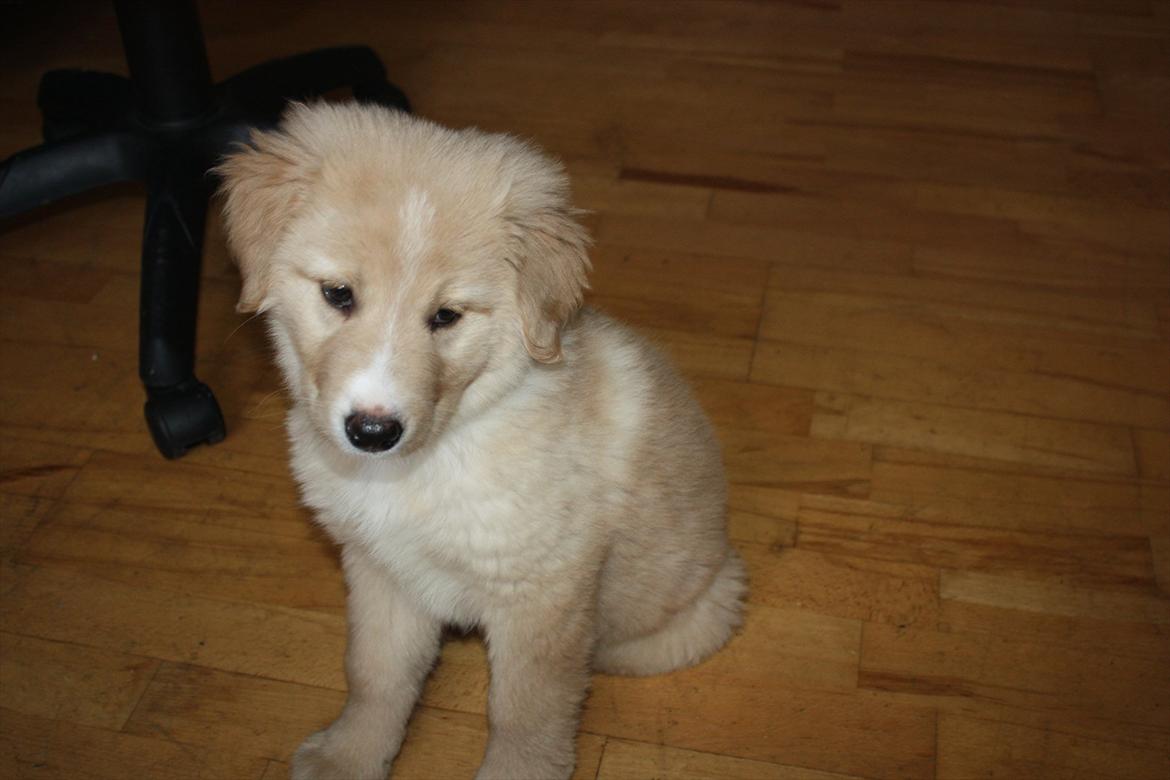 Blanding af racer Hailey billede 6