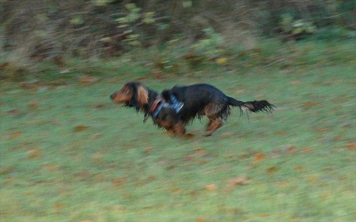 Blanding af racer Bølle billede 6