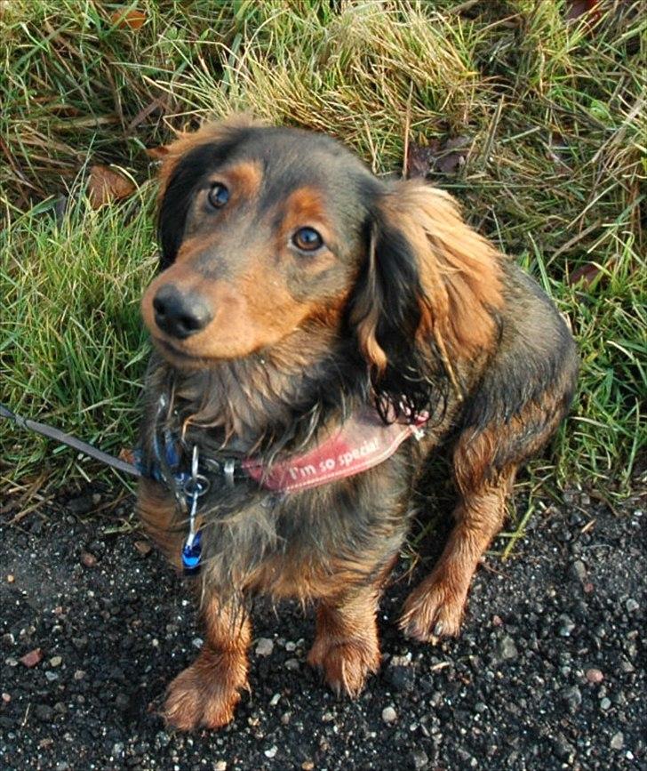 Blanding af racer Bølle billede 14