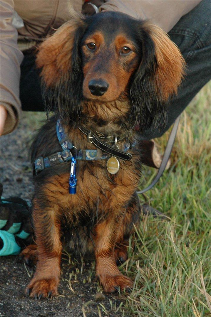 Blanding af racer Bølle billede 1