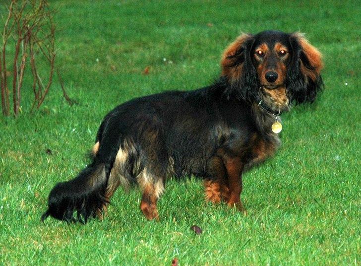 Blanding af racer Bølle billede 15