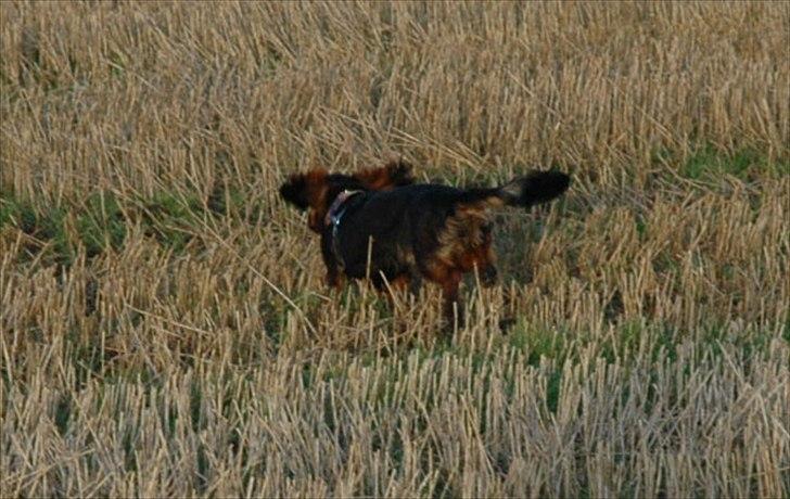 Blanding af racer Bølle billede 5