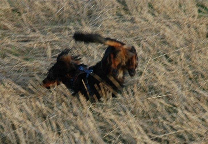 Blanding af racer Bølle billede 4