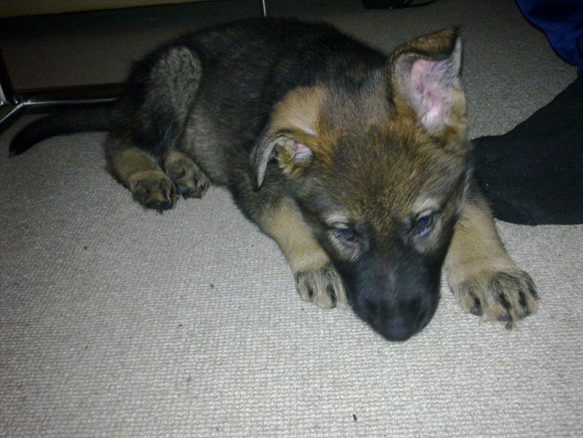 Schæferhund Freia - 8 uger billede 1