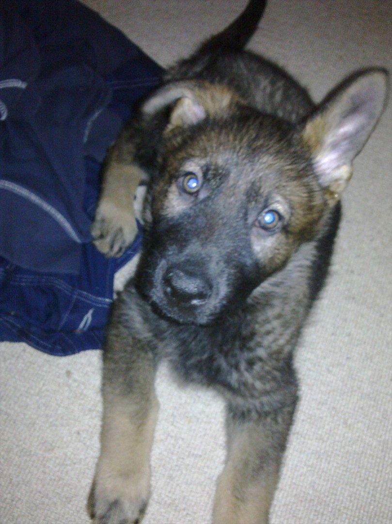 Schæferhund Freia billede 13