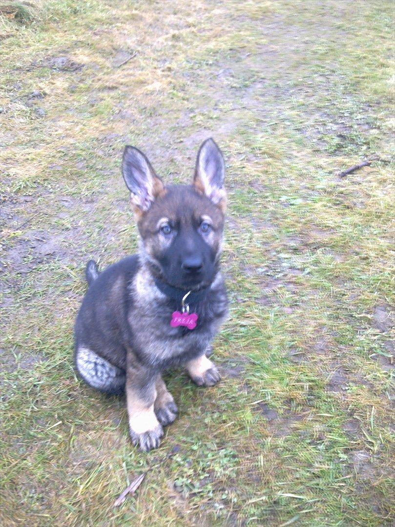 Schæferhund Freia billede 2